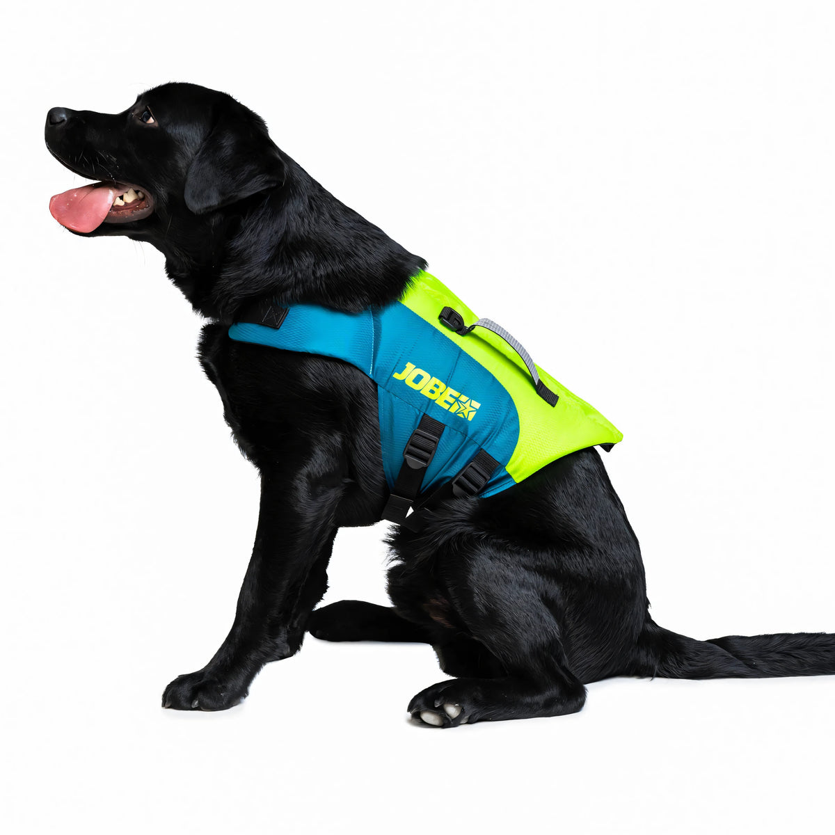 Giubbotto salvagente per cani Jobe Pet Vest in nylon blu petrolio e verde lime, indossato da un cane